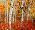 molly stark trail foliage