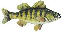 perch, yellow perch, rock bass