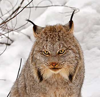 Canada Lynx