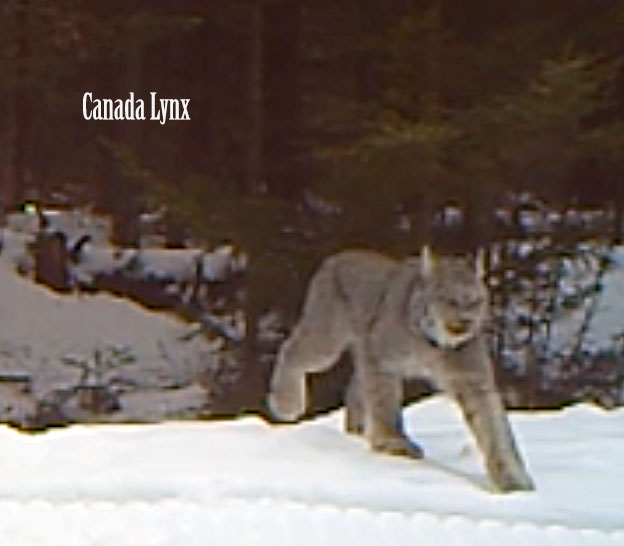 Canada Lynx in Vermont