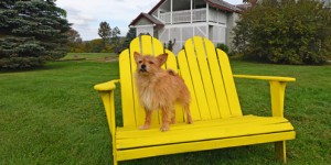 Dog Friendly Vermont Lodging at Paw House Inn Killington Rutland Okemo Vermont