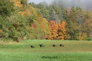 turkeys-fall-stjohnsbury-2016