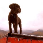 Vermont Pet Friendly Lodging Dog-friendly hotel suites inns resorts vacation rentals