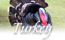 Vermont Turkeys