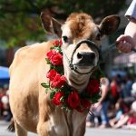 Cow Strolling, Heiffers
