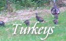 Vermont Turkey Producers