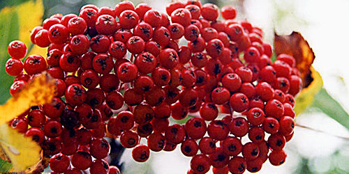 Vermont Autumn Berries - Fall Foliage Photo Tour from Vermont Living Magazine