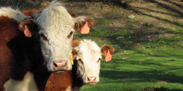 A Pair of Cows stare at the Camera for the Vermont Living cow photo tour.